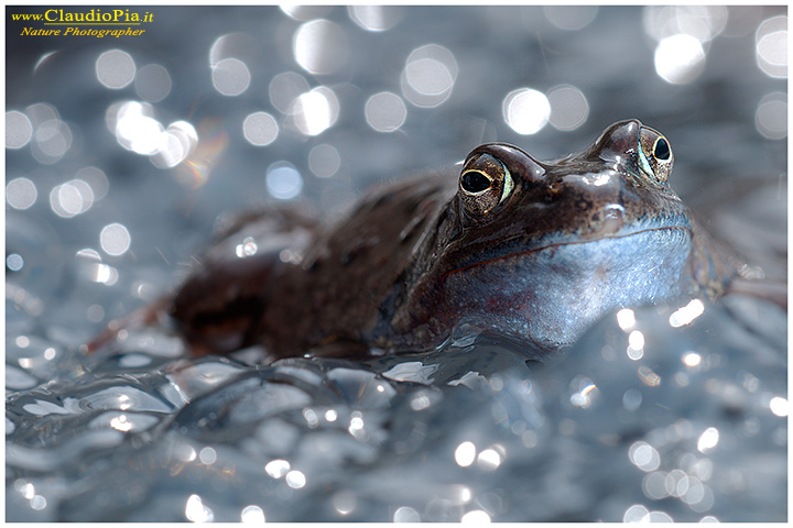 foto, rana temporaria, common frog, mating, eggs, deposizione, val d'aveto